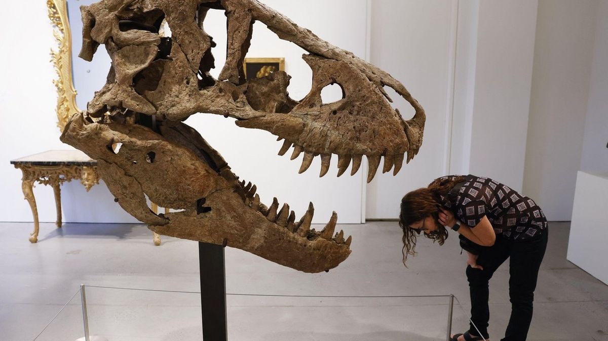 Lebka tyrannosaura se vydražila „pouze“ za šest milionů dolarů